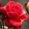 amal_karim